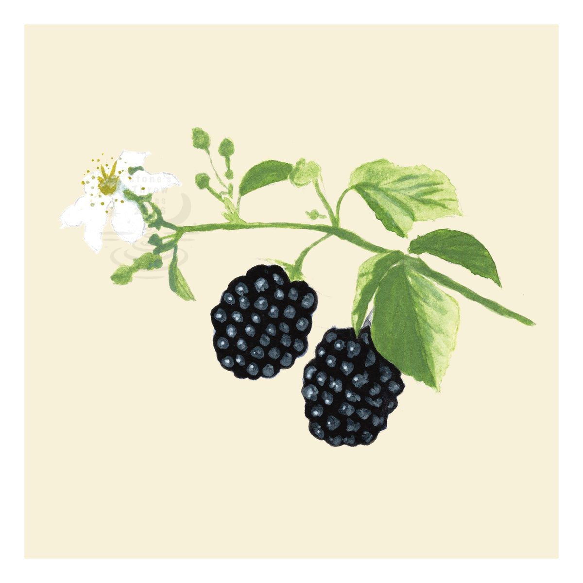 two blackberries on the stem on a neutral ivory background