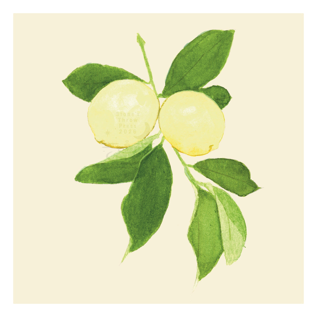two lemons on the stem on a neutral ivory background