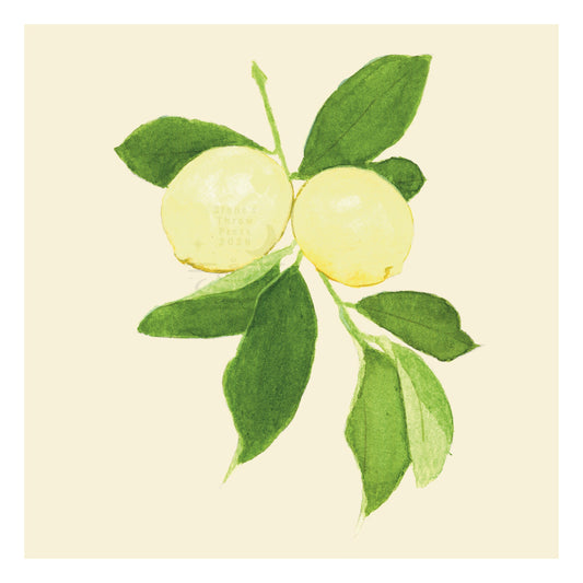 two lemons on the stem on a neutral ivory background